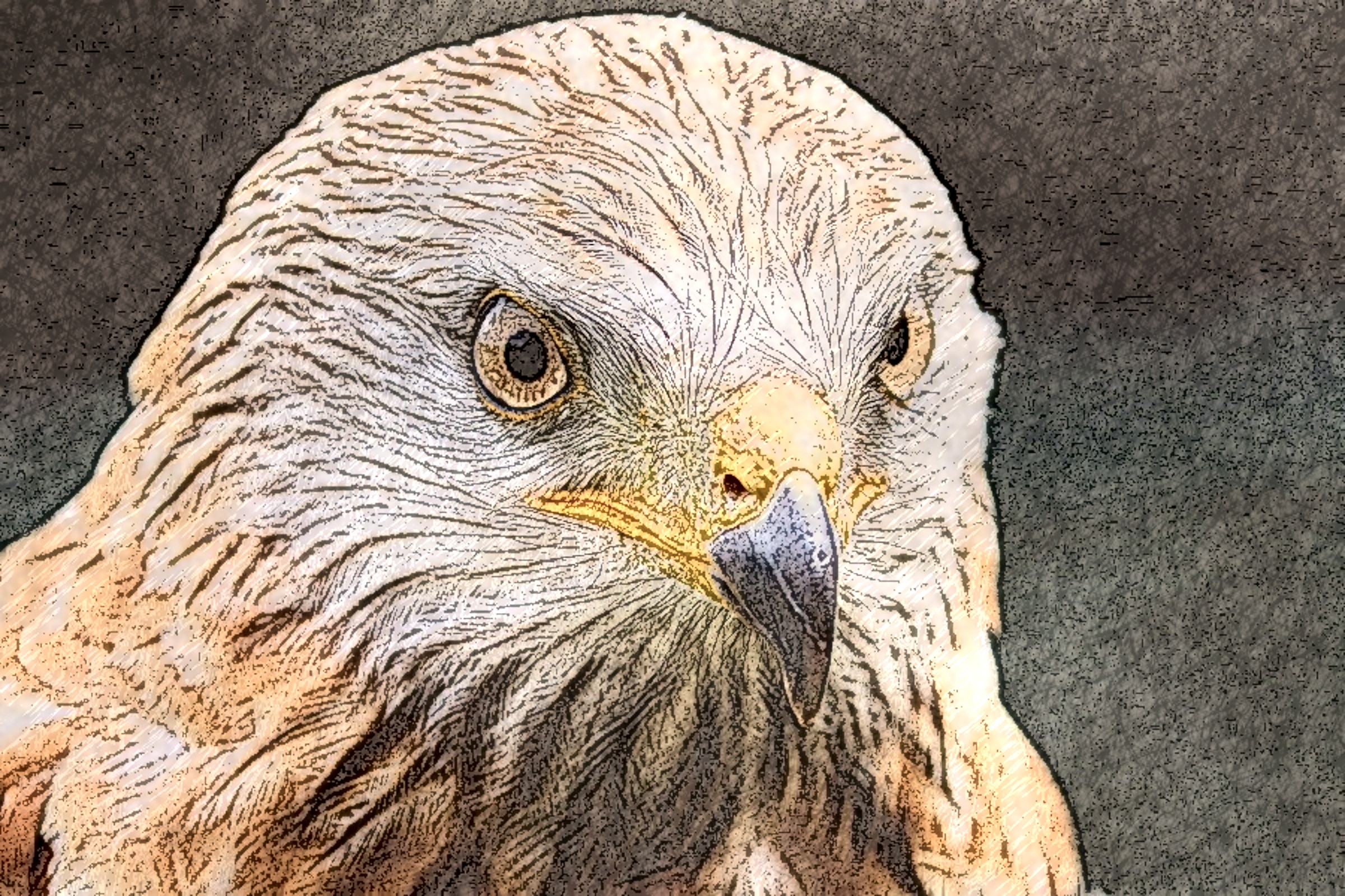 buzzard-5501613_DN_DrawingStyleE_OrangeGray_5_70%.jpg