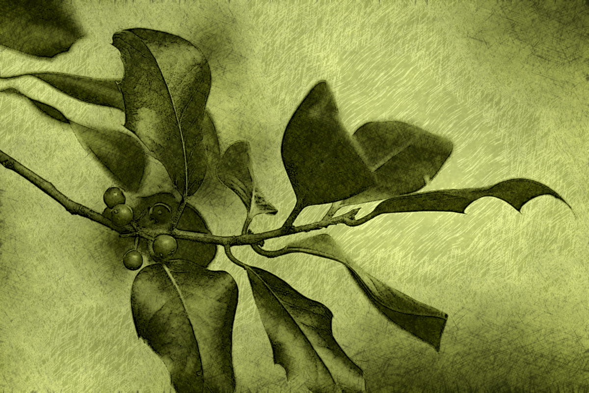 DrawingStyle.E.DN.Berries.png