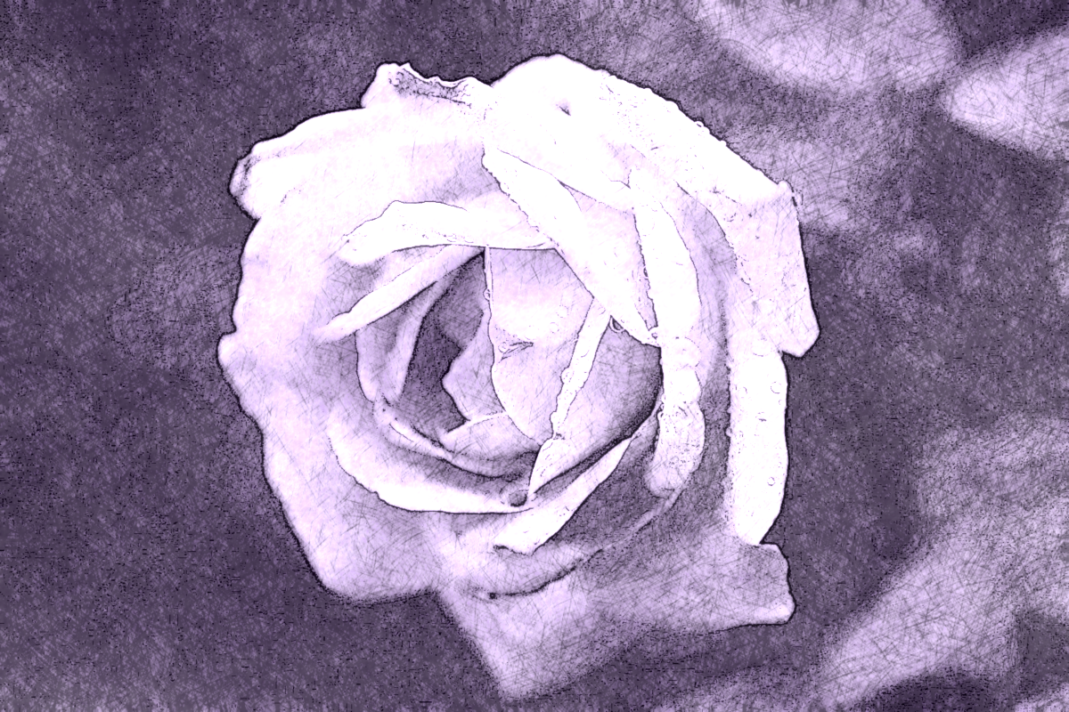 DrawingStyle.E.DN.Rose.png
