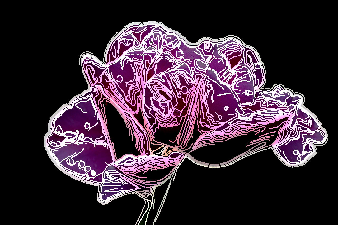 blossom-4926216_G'MIC_Doodle_Sallyanne.jpg