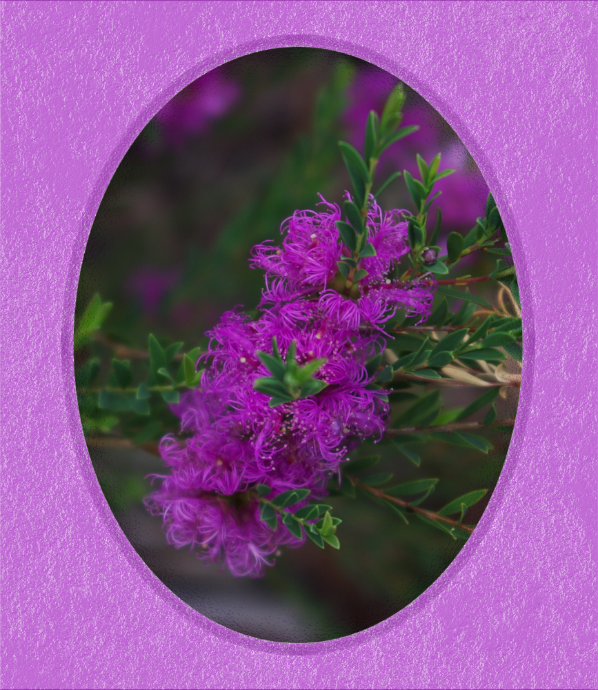 melaleuca_thymifolia.png