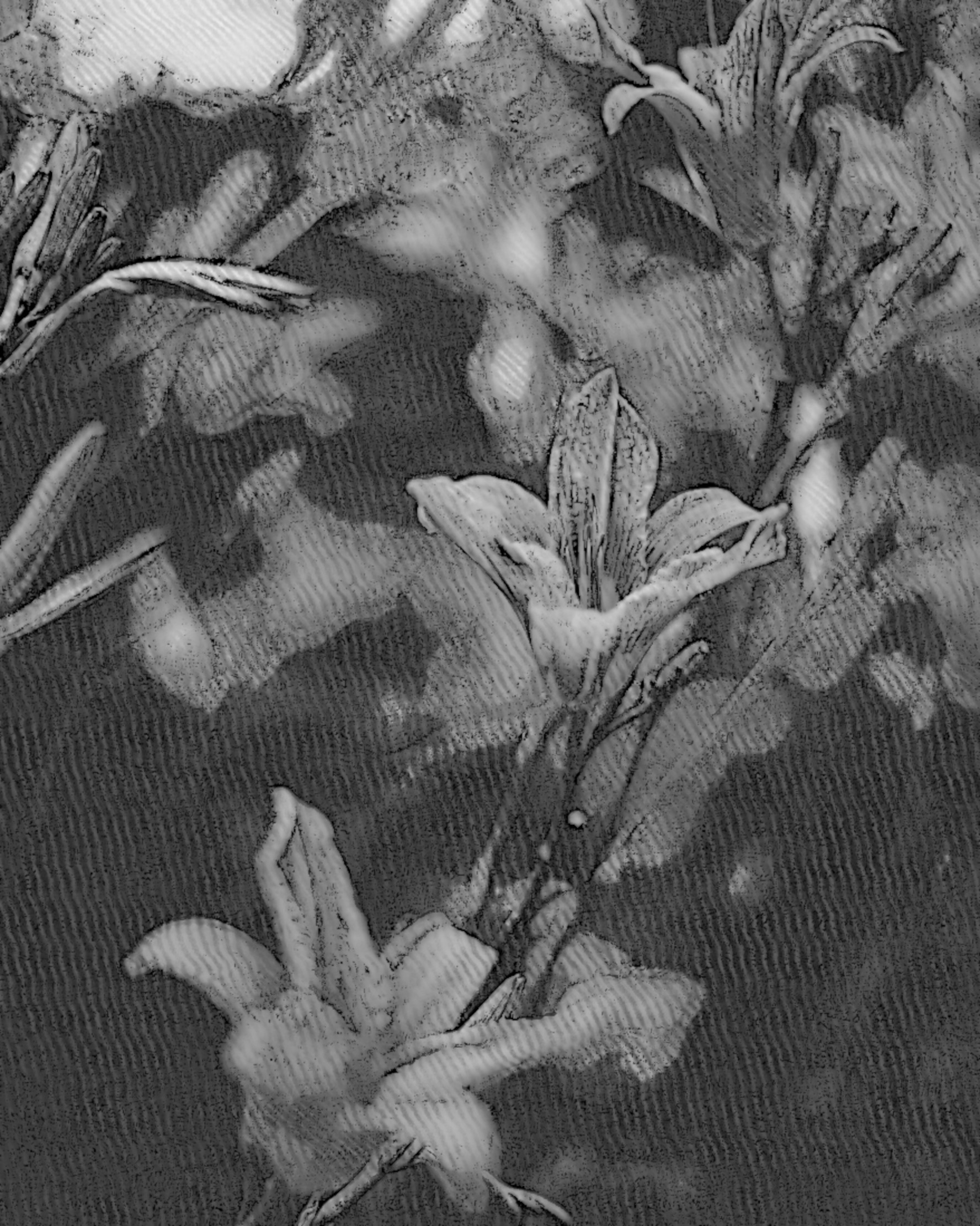 olga-pogodina-1599648-unsplash, stroked (rotate 90), B&W.jpeg