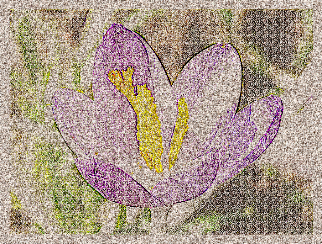 crocus_closeup_by_udochristmann_dd329kh_DN_DrawingStyleH_Emboss.JPG