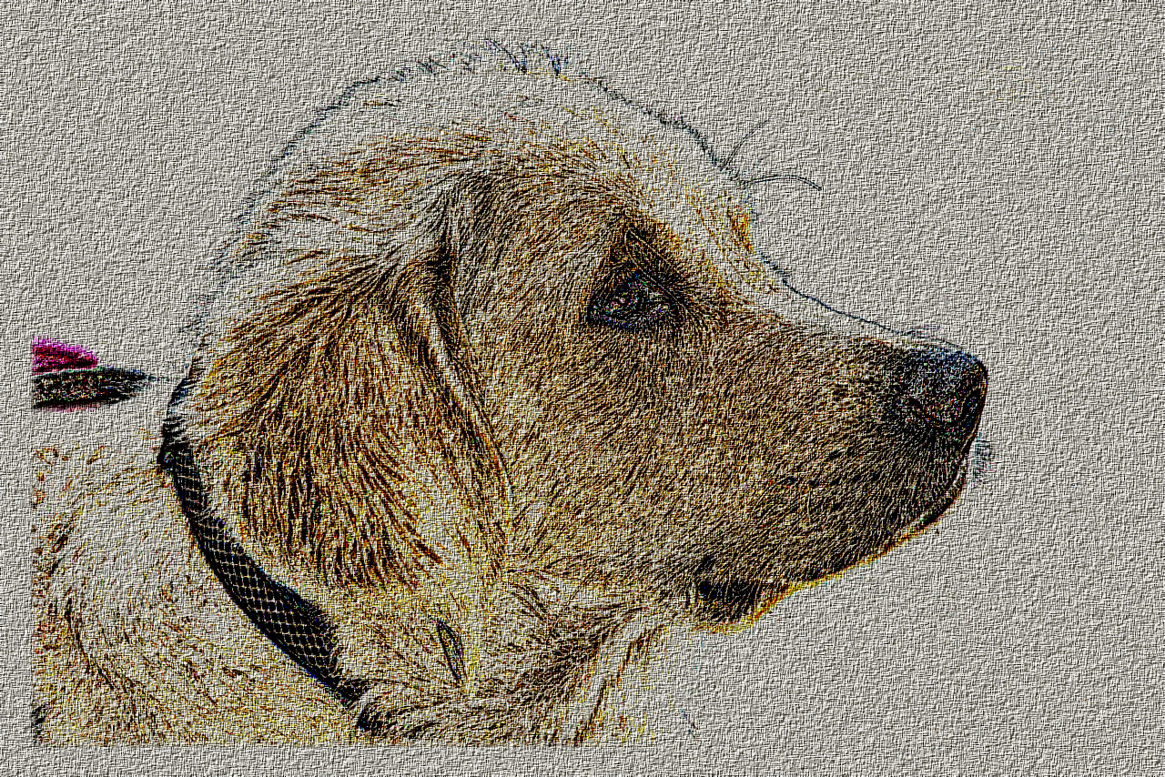 golden-retriever-5077570_DN_DrawingStyleH_Prewitt.JPG