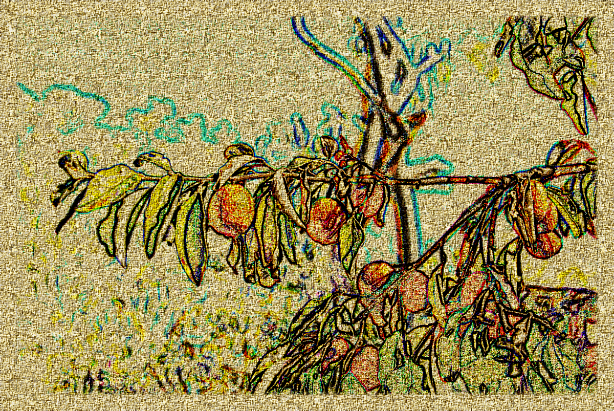 kimberley_bush_fruit.png