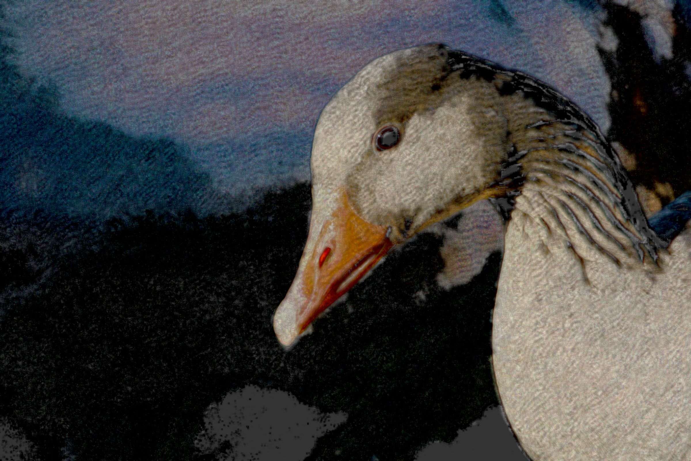 2020-12-11 16-57-40 animal-1260334, stroked.jpeg