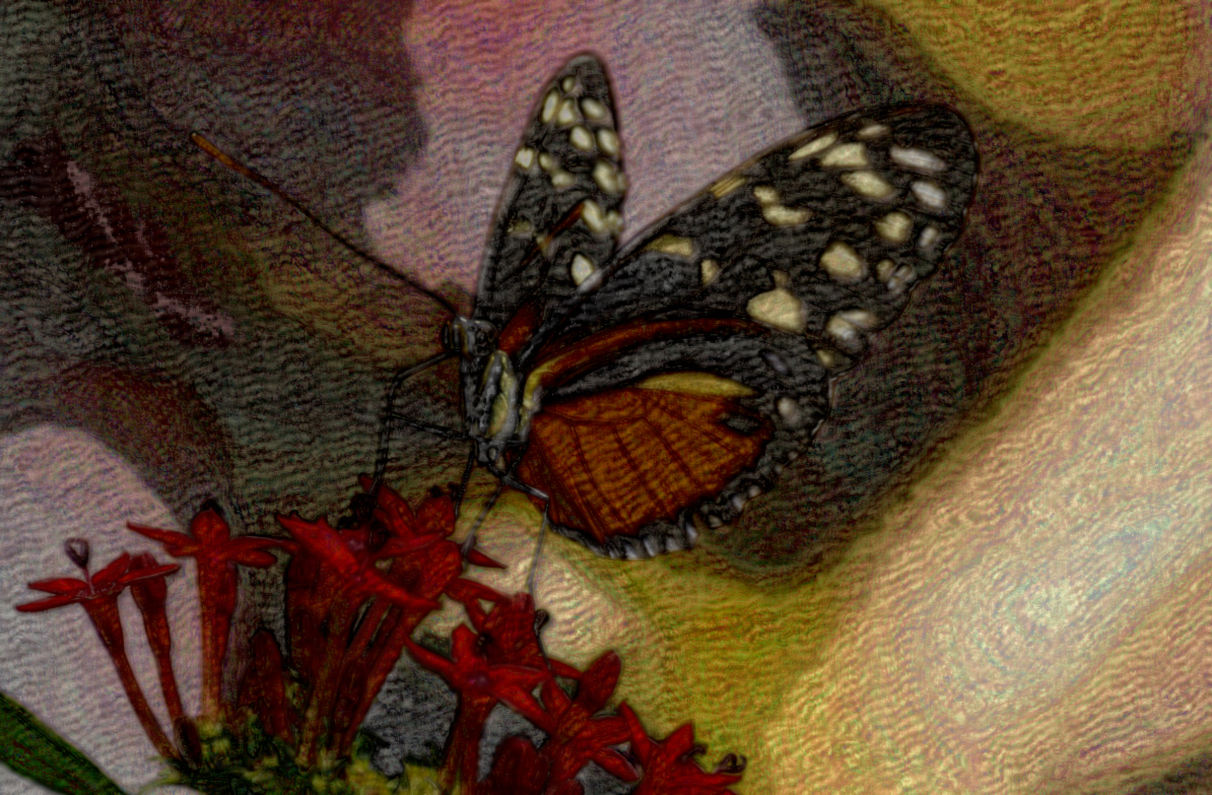 2020-12-11 17-16-19 butterfly-3333179, stroked.jpeg