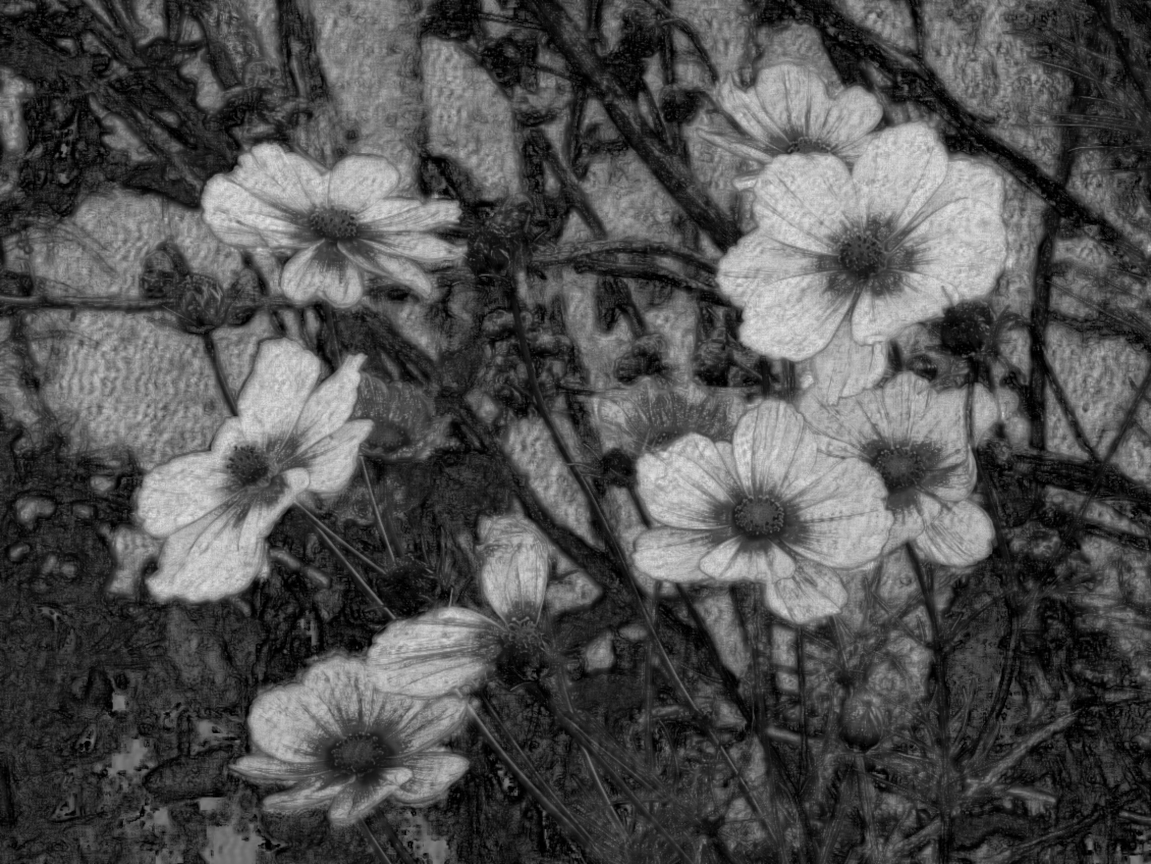 cosmos-4986853_DN_DrawEffect_F_D_270_11.jpg