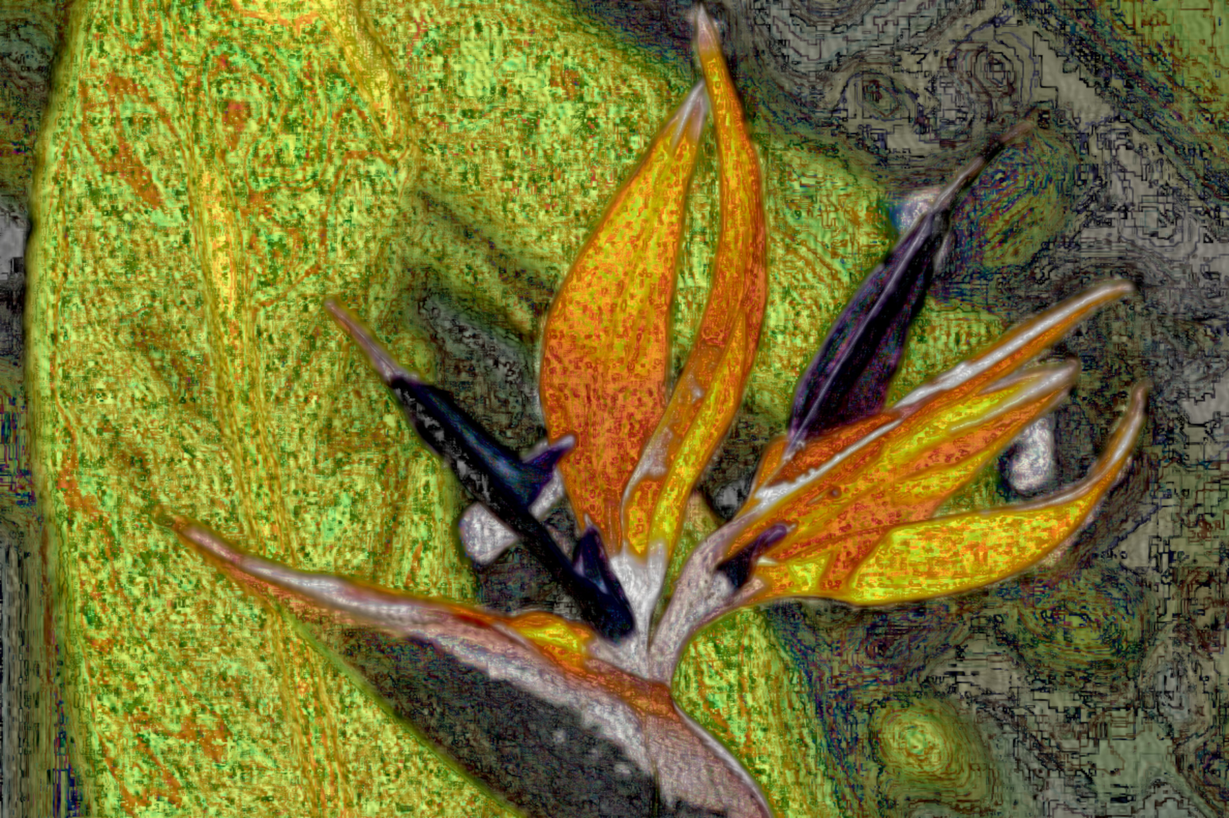 flower-183693_DN_DrawEffect_Fn_90_11_50.jpg