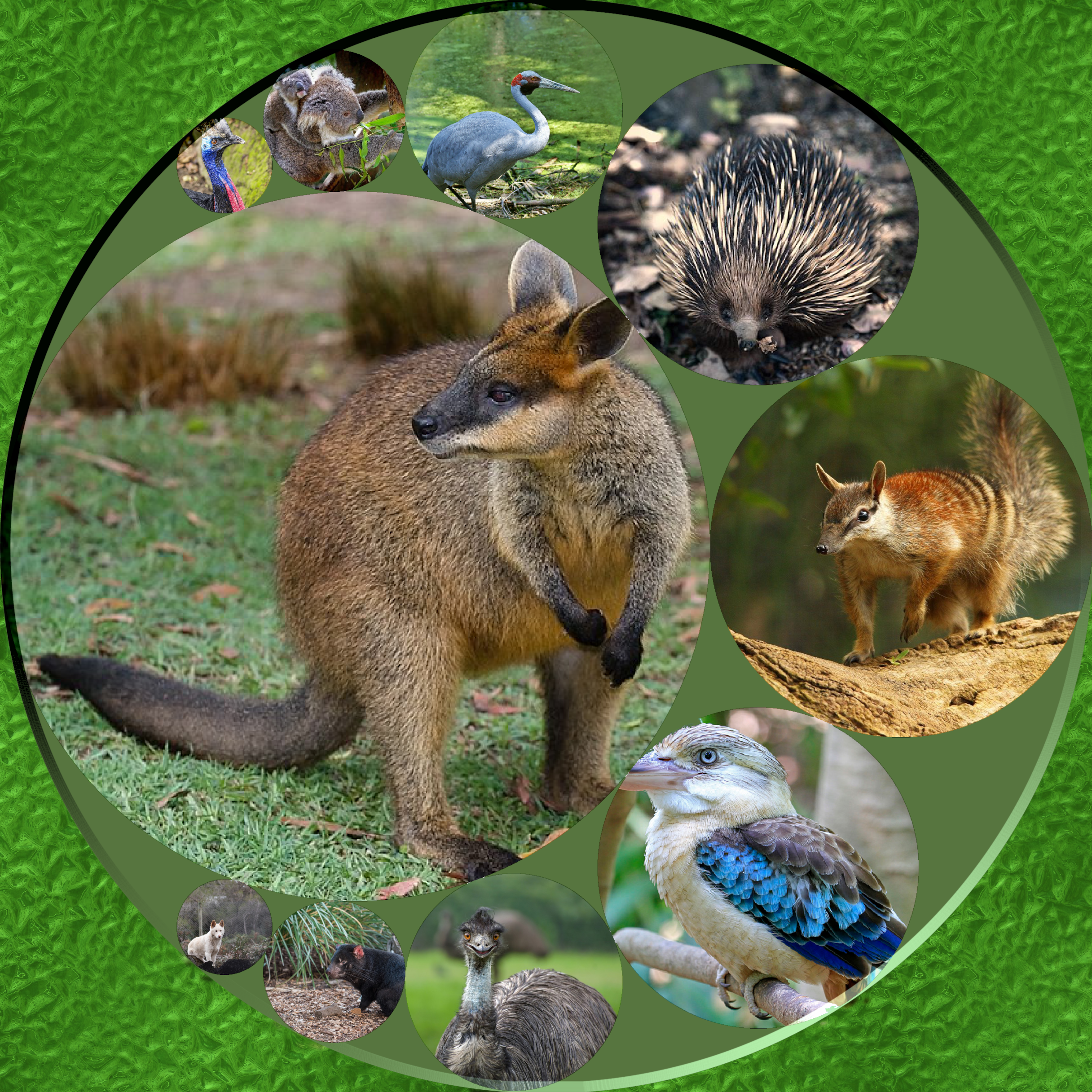 UntitledAus animal montage Samj & Dinasset Frame.png