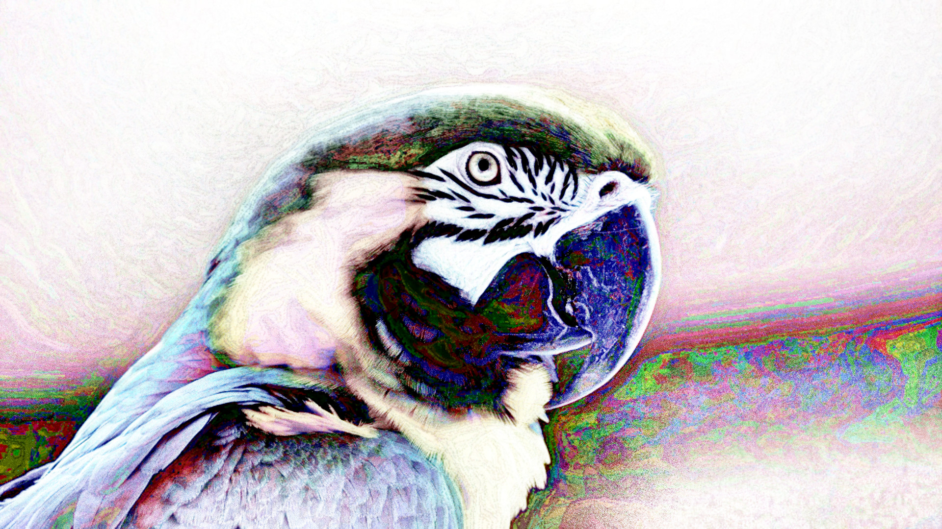 macaw-1416388_DN_DrawEffect_O2_Gray.jpg