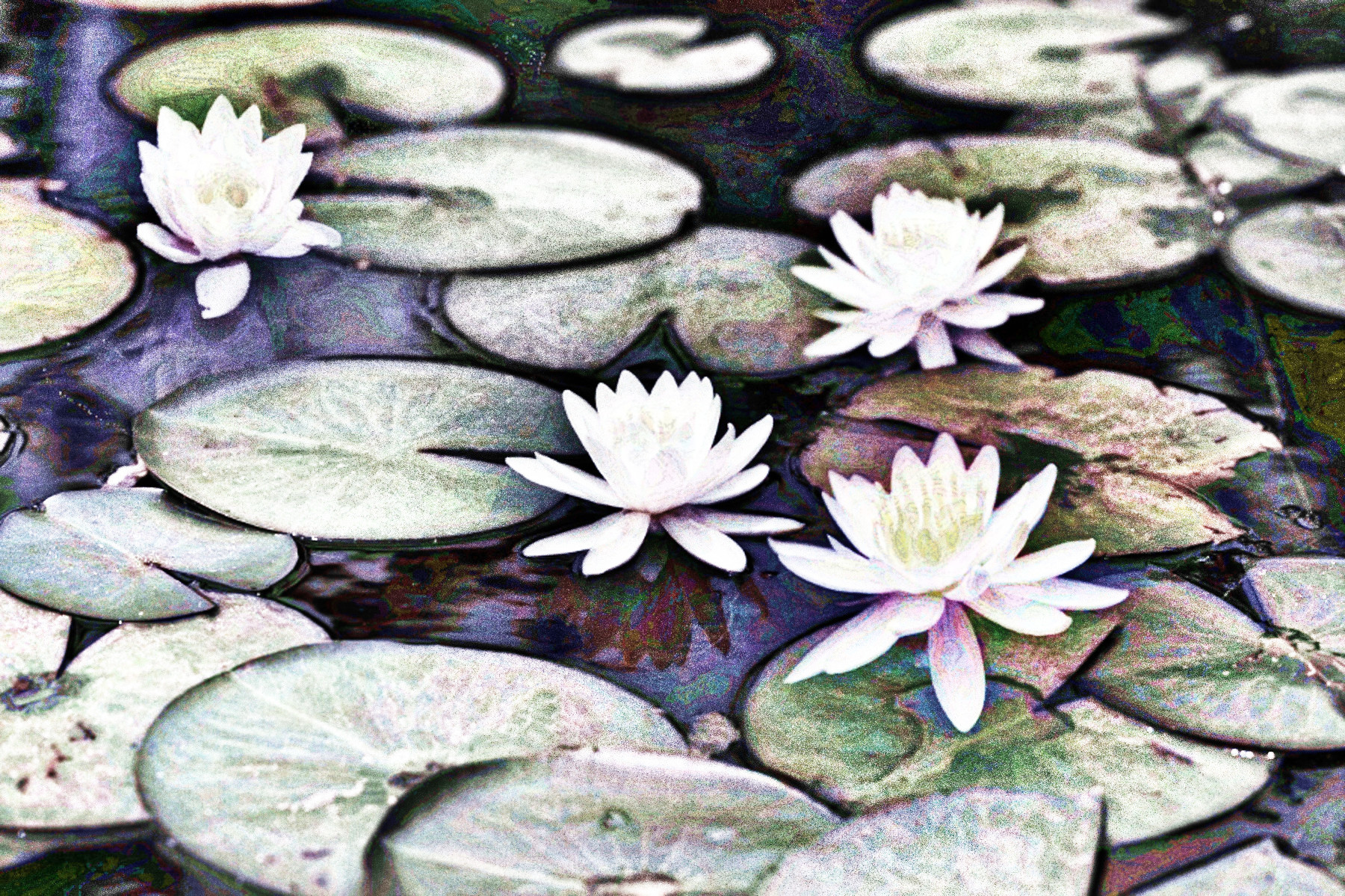 lotus-3264225_DN_DrawEffect_O2_Gray.jpg