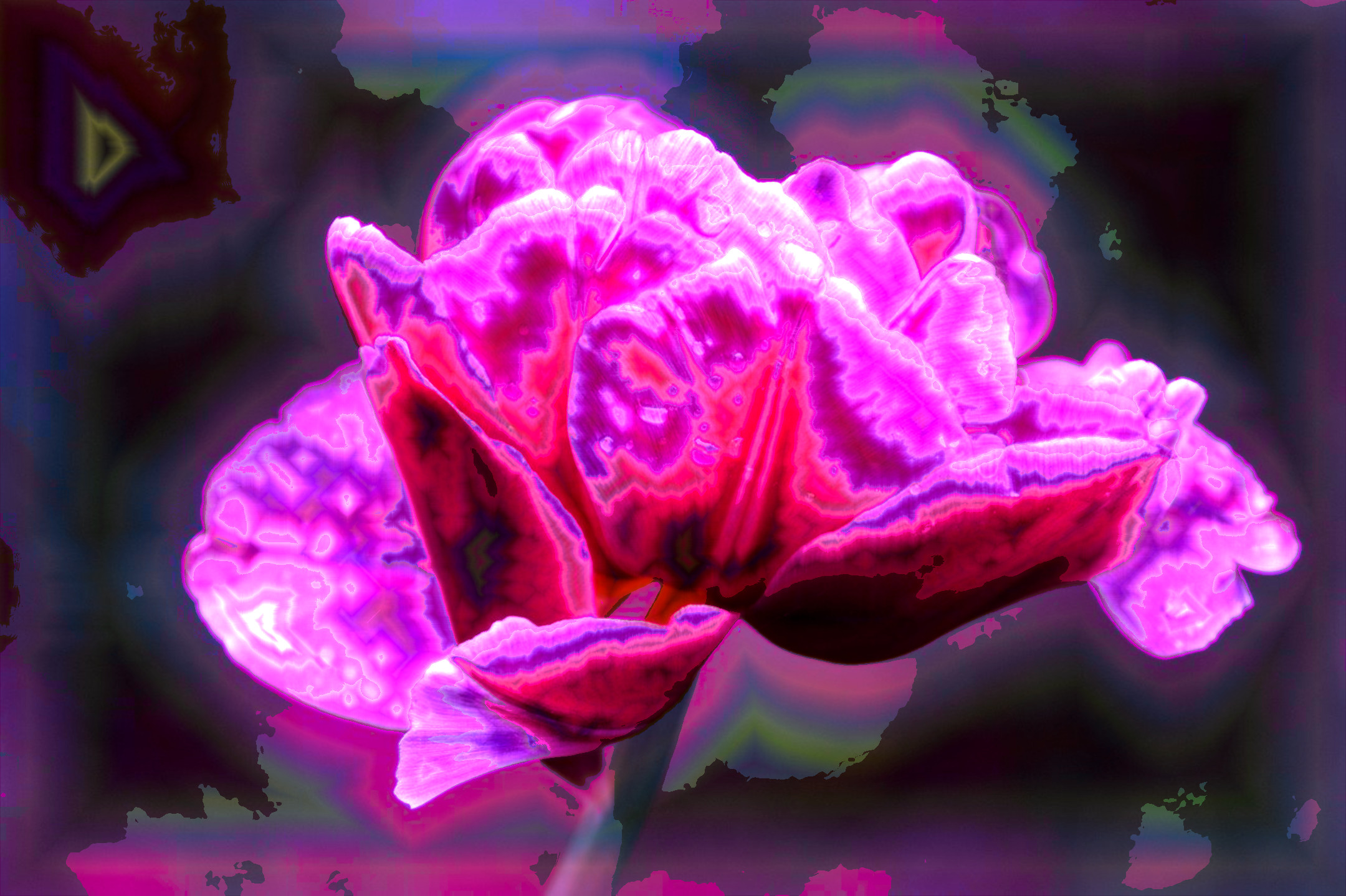 blossom-4926216_DN_DrawEffect_P.jpg