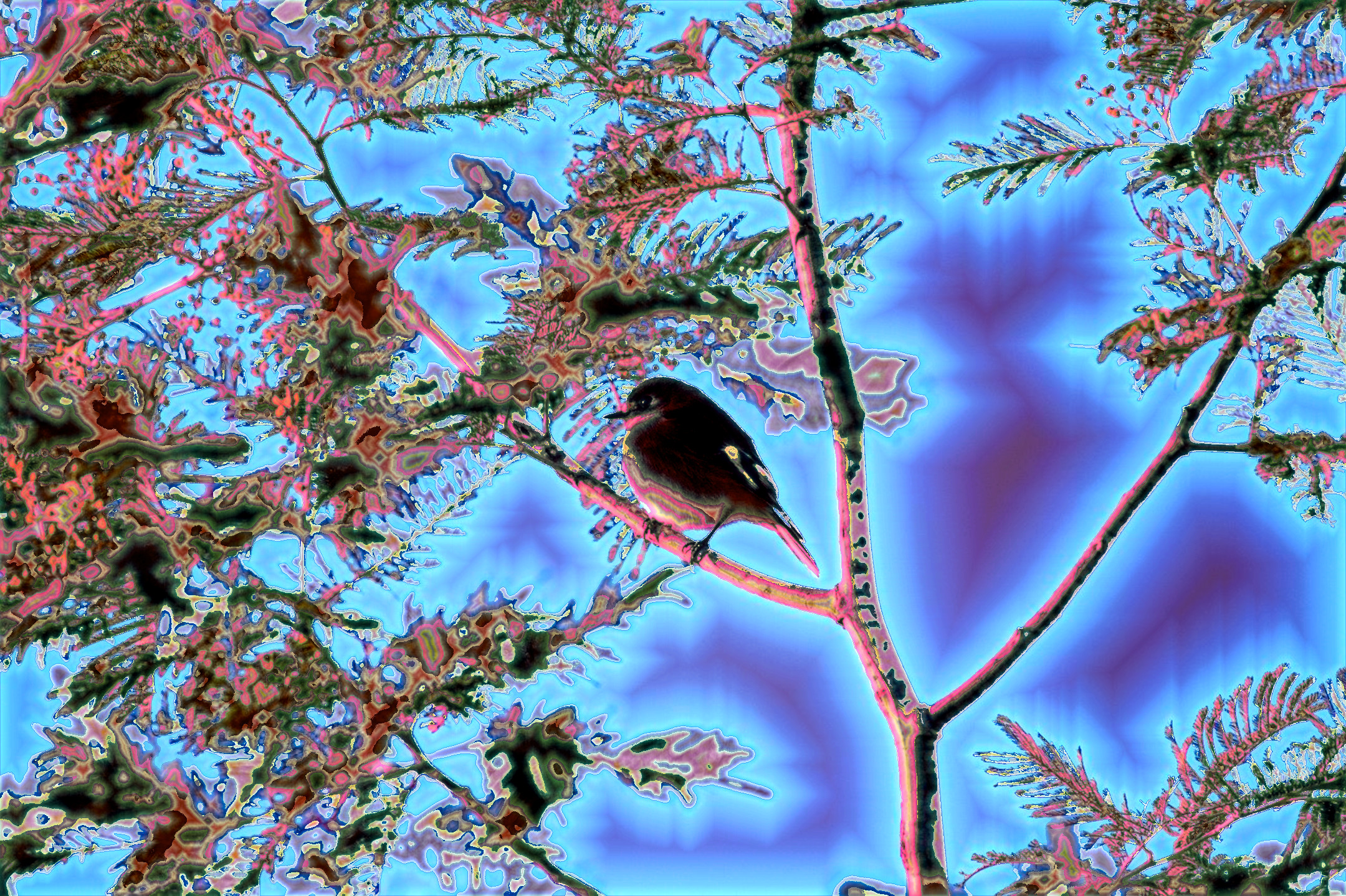 flame-robin-5348420_DN_DrawEffect_P_spring_8areas.jpg