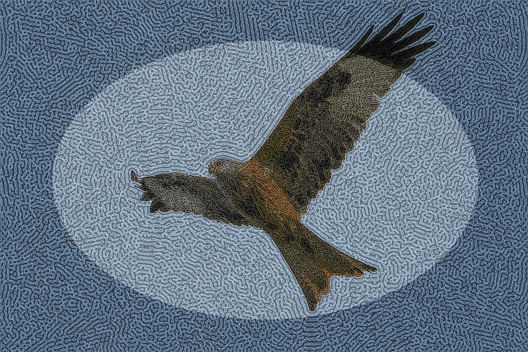 red_kite_in_flight_by_bjmphotos_ded3tre-DN_DrawEffect_Q.jpg