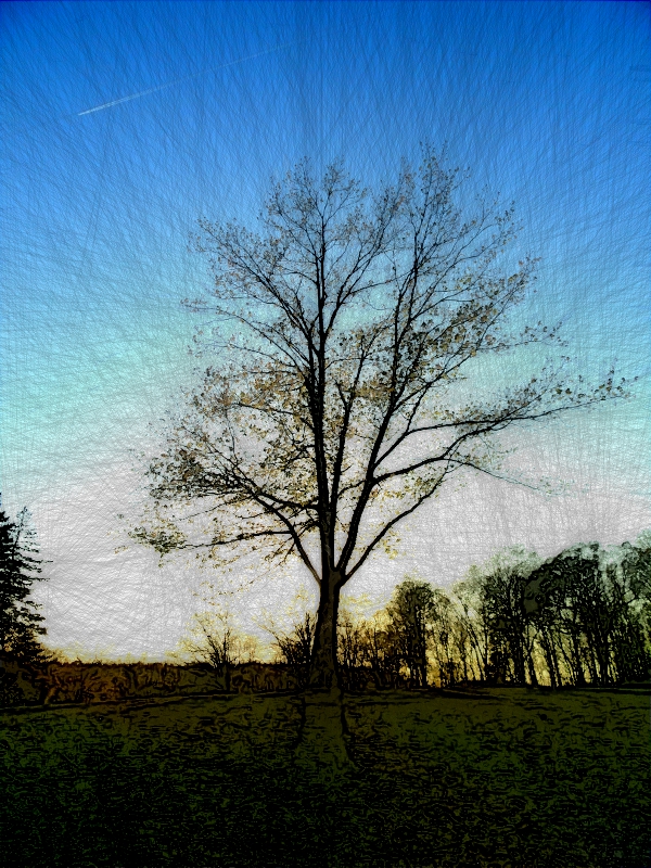 Tree.JPG