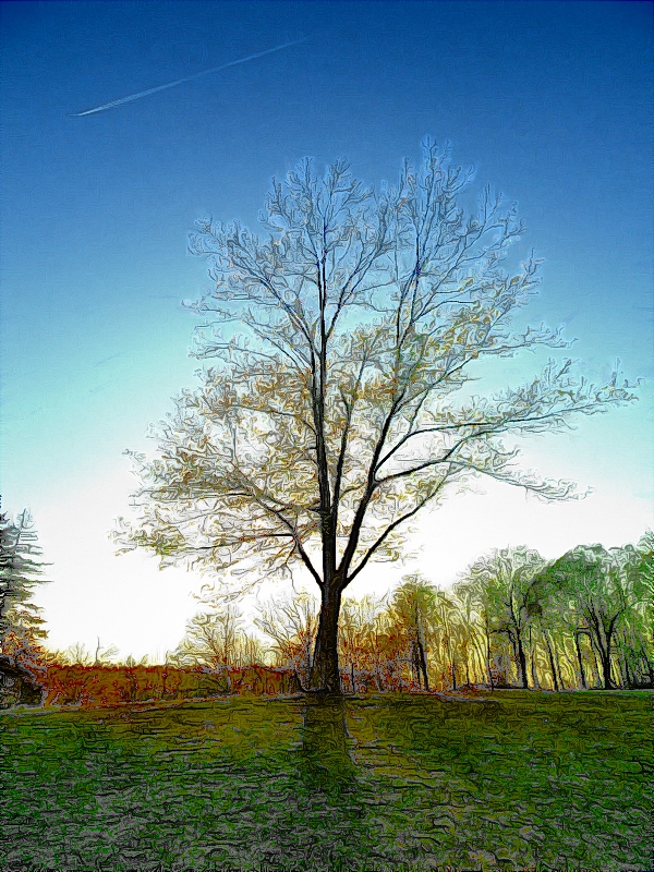Tree3.JPG