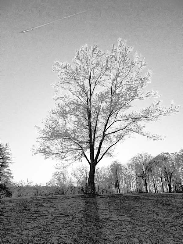 Tree4.JPG