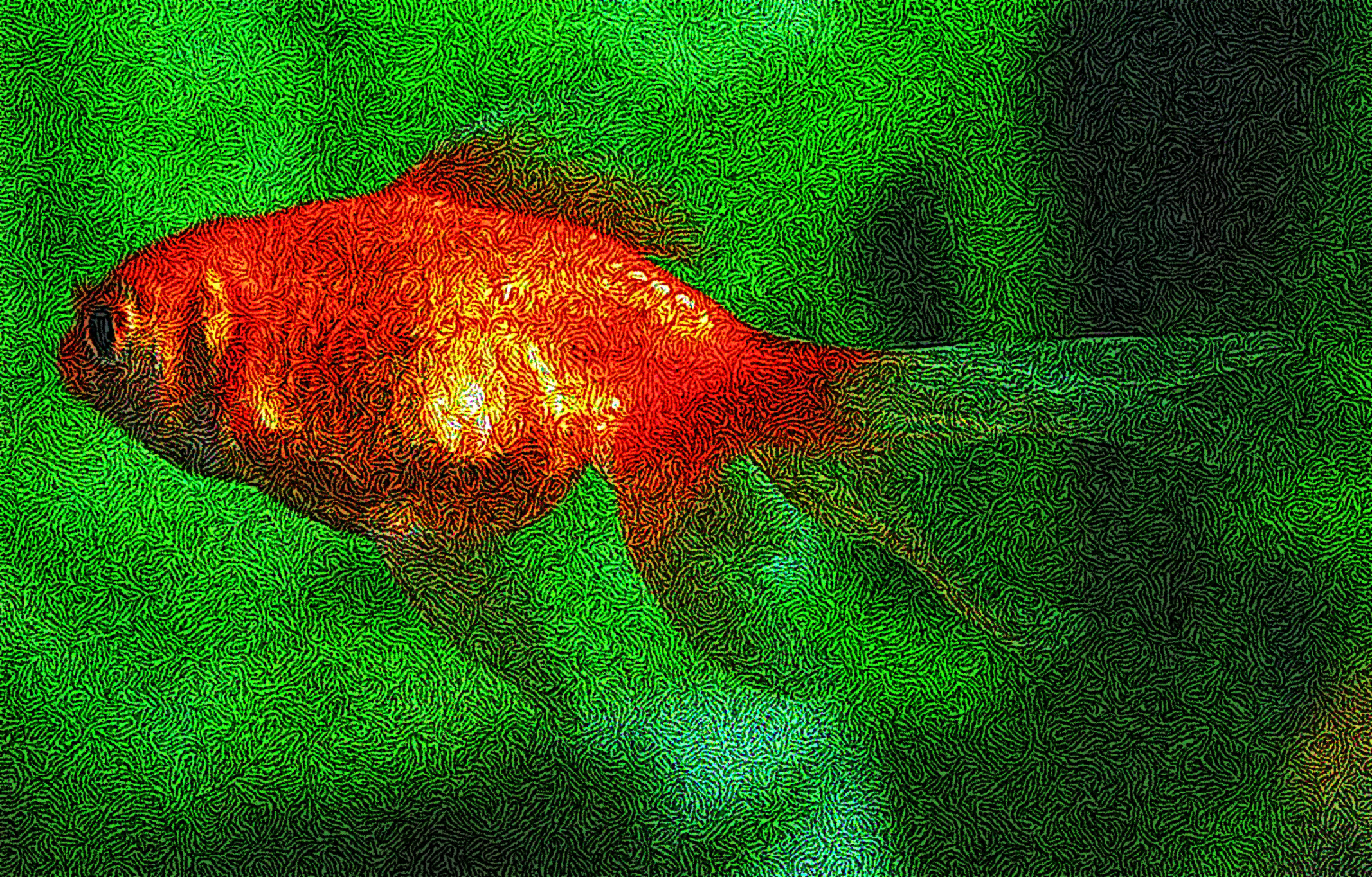 gold-fish-1309797_DN_DrawEffect_S_Twirled.jpg