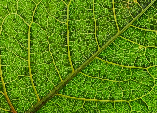 LeafVeins.JPG