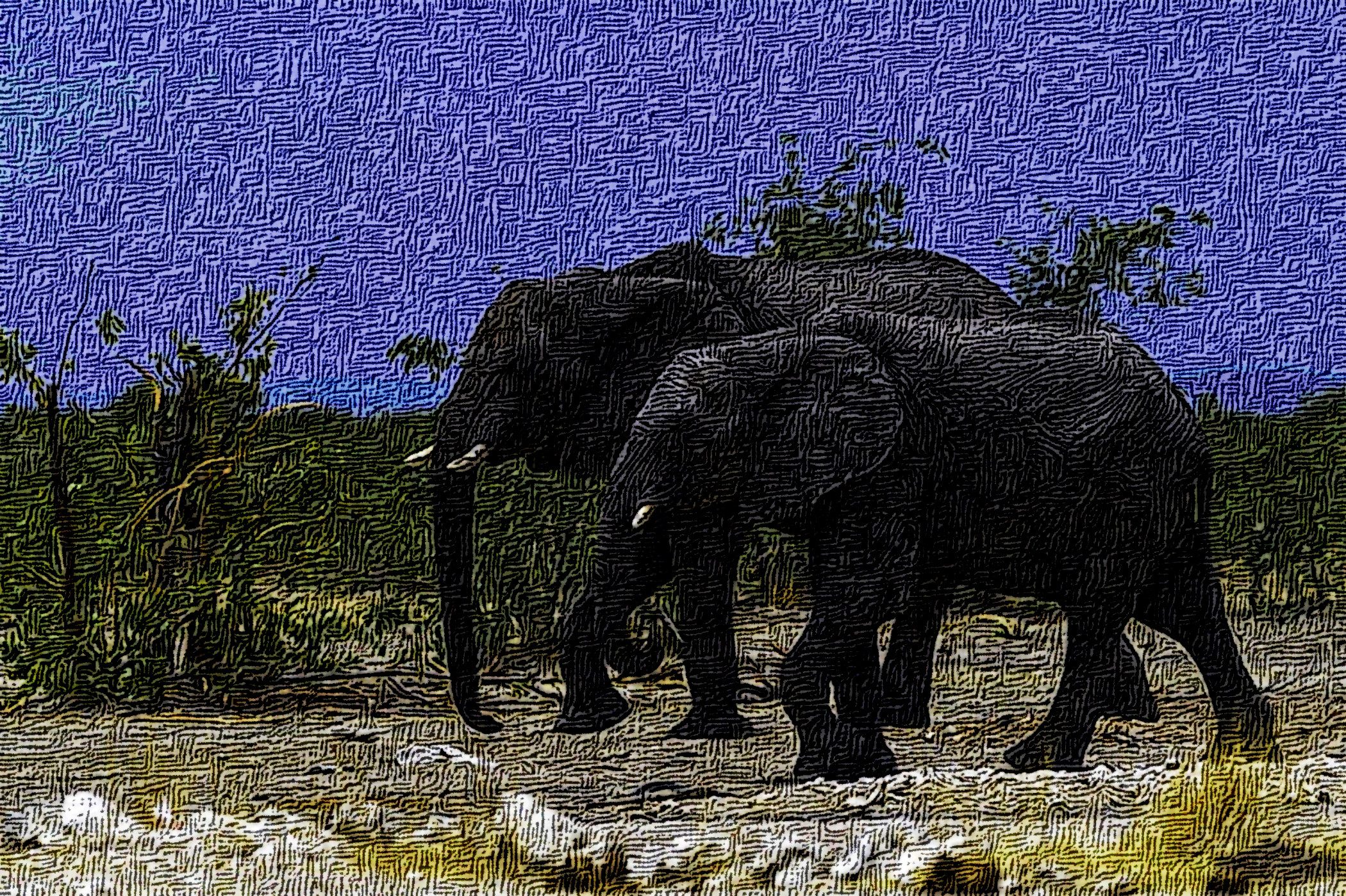 elephants-5889403_DN_DrawEffect_S_Crossed.jpg