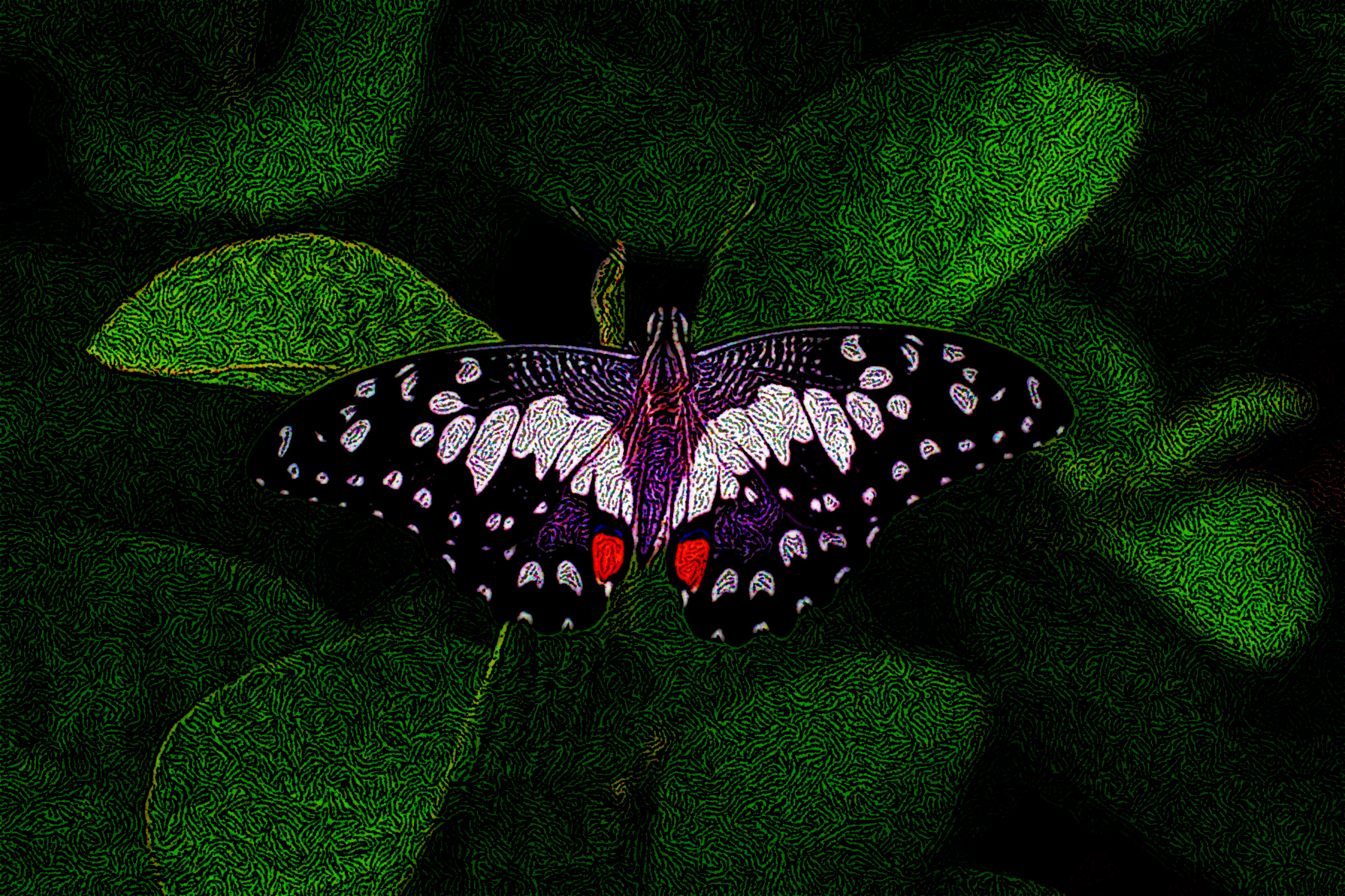 pexels-zaw-win-tun-672142_DN_DrawEffect_S_Twirled.jpg