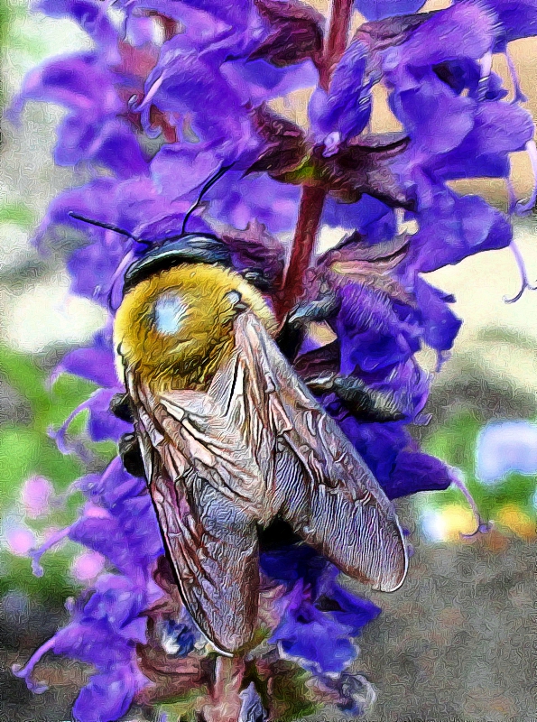 BumbleBeeSmall.jpg