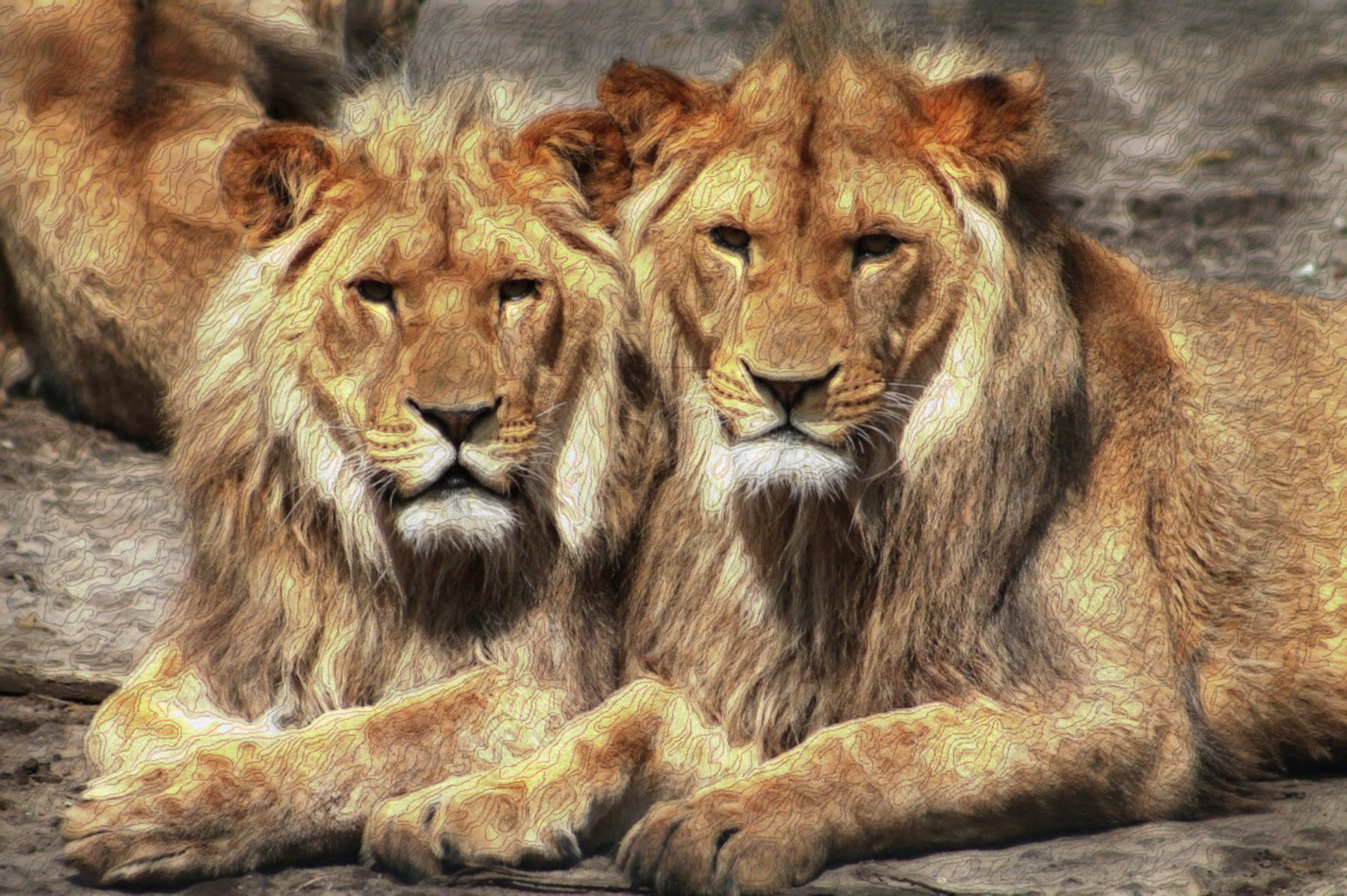 lions-1660044_DN_DrawEffect_W_fine_5m.jpg