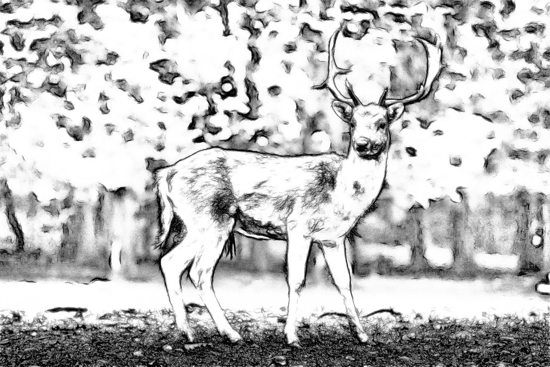 nature-2634729_DN_DrawEffect_U.jpg