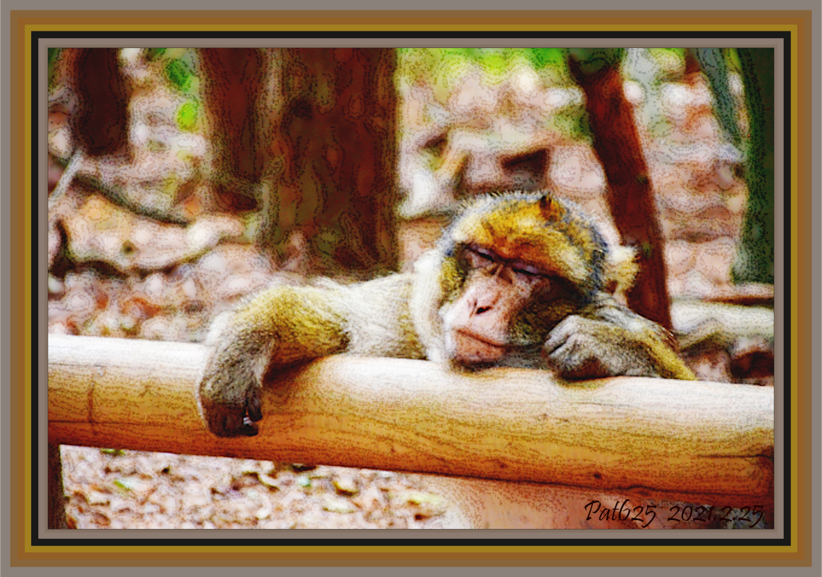 SleepyPrimate.DN.DrawStyle_W.jpg