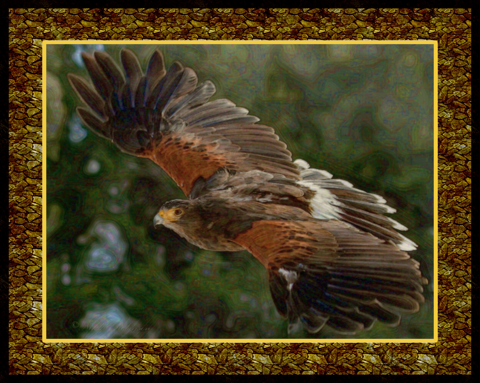 harris_hawk_flight_by_redpangolin_deevt3g_DN_DrawEffect_Z.jpg