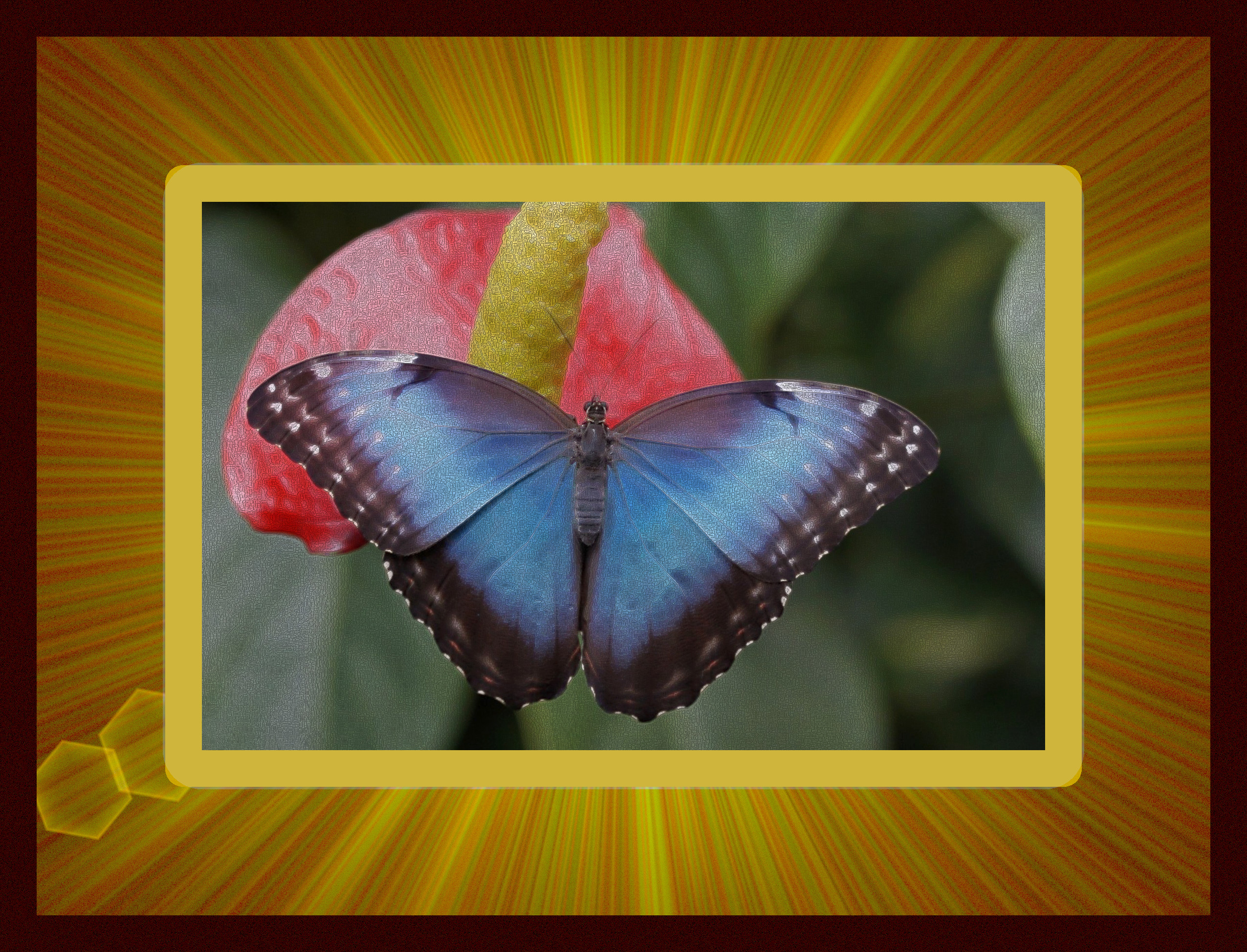 blue-morpho-784979_DN_DrawEffect_X.jpg