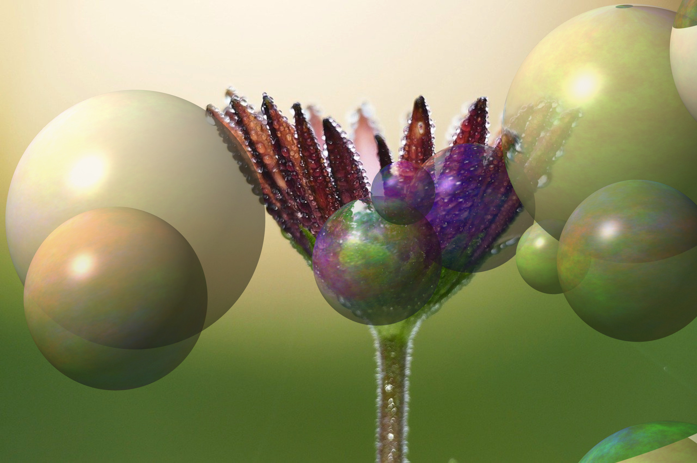 flower-6028389_DN_Decor_Particles_Through_SphereMap.jpg