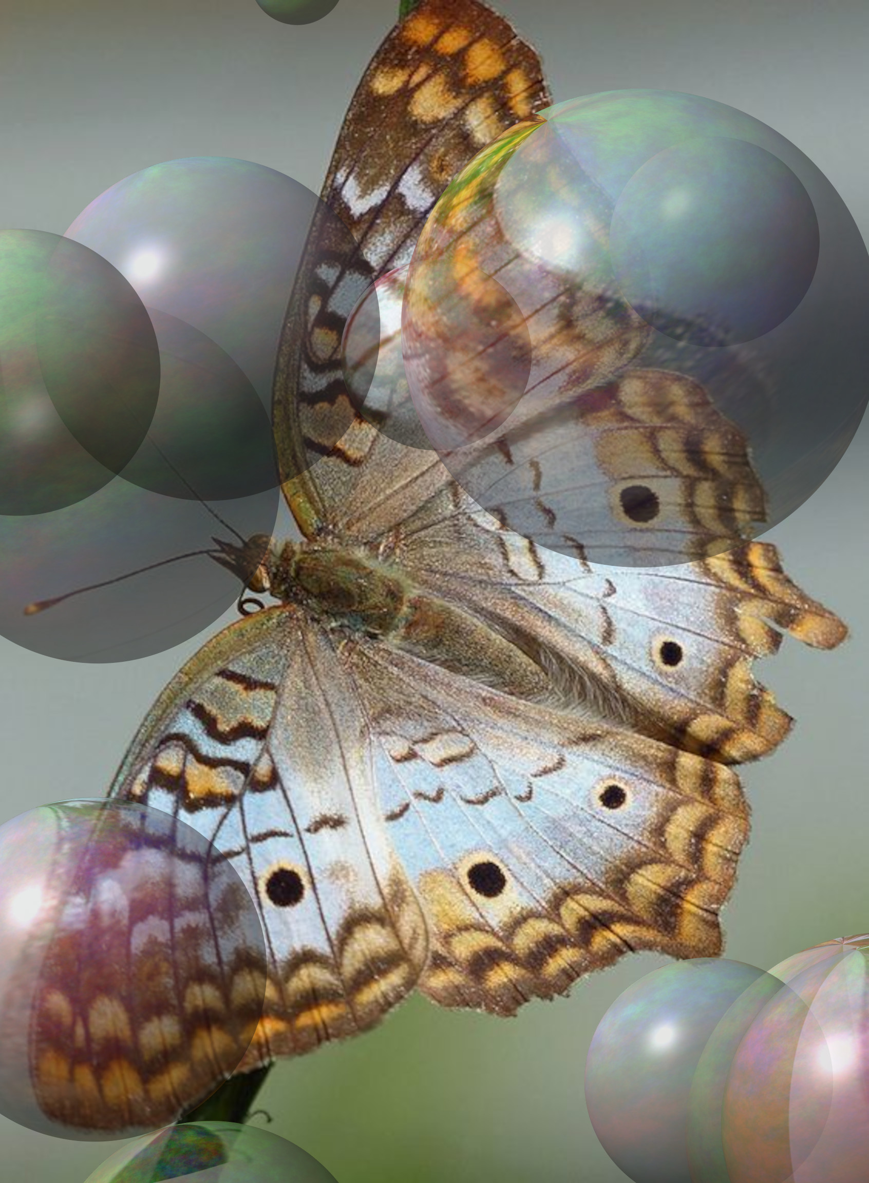 fe083bf8a201c8215af9bc69561d1e8e_DN_Decor_Particles_Through_SphereMap.jpg