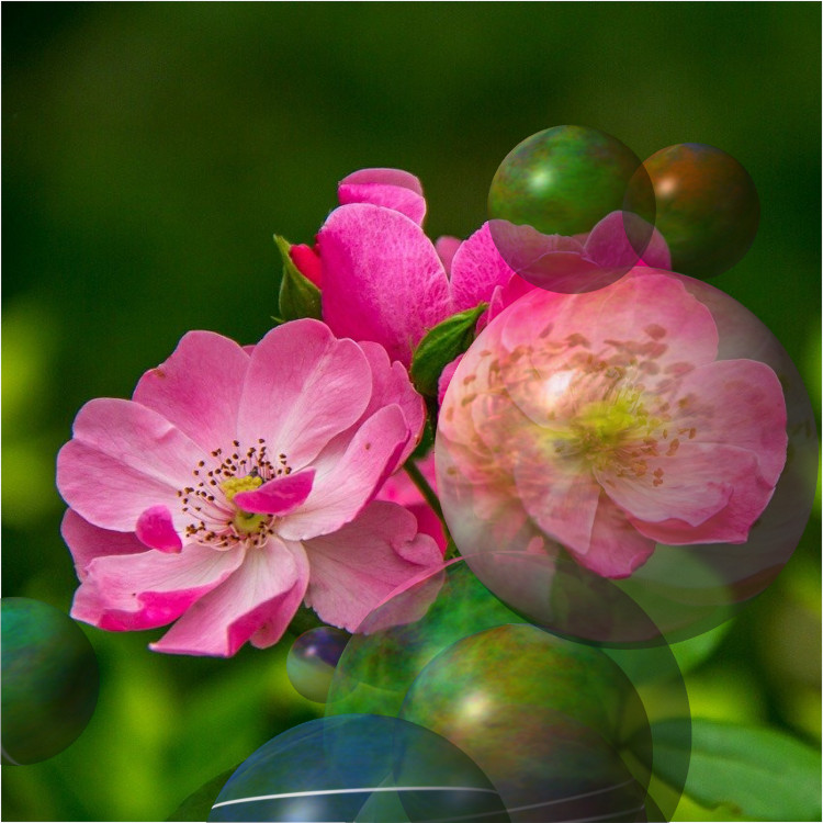 roses-526543_DN_Decor_Particles_T_S_M.jpg