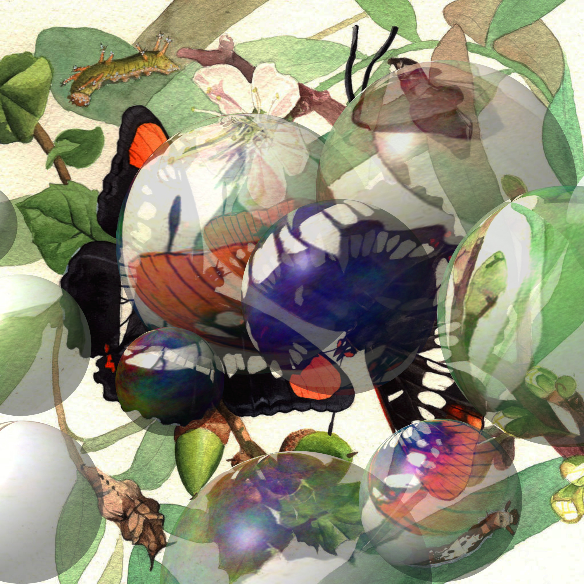 california_sister_and_lorquin_s_admiral_by_footinadream_dd936bn_DN_Decor_Particles_Through_SphereMap.jpg