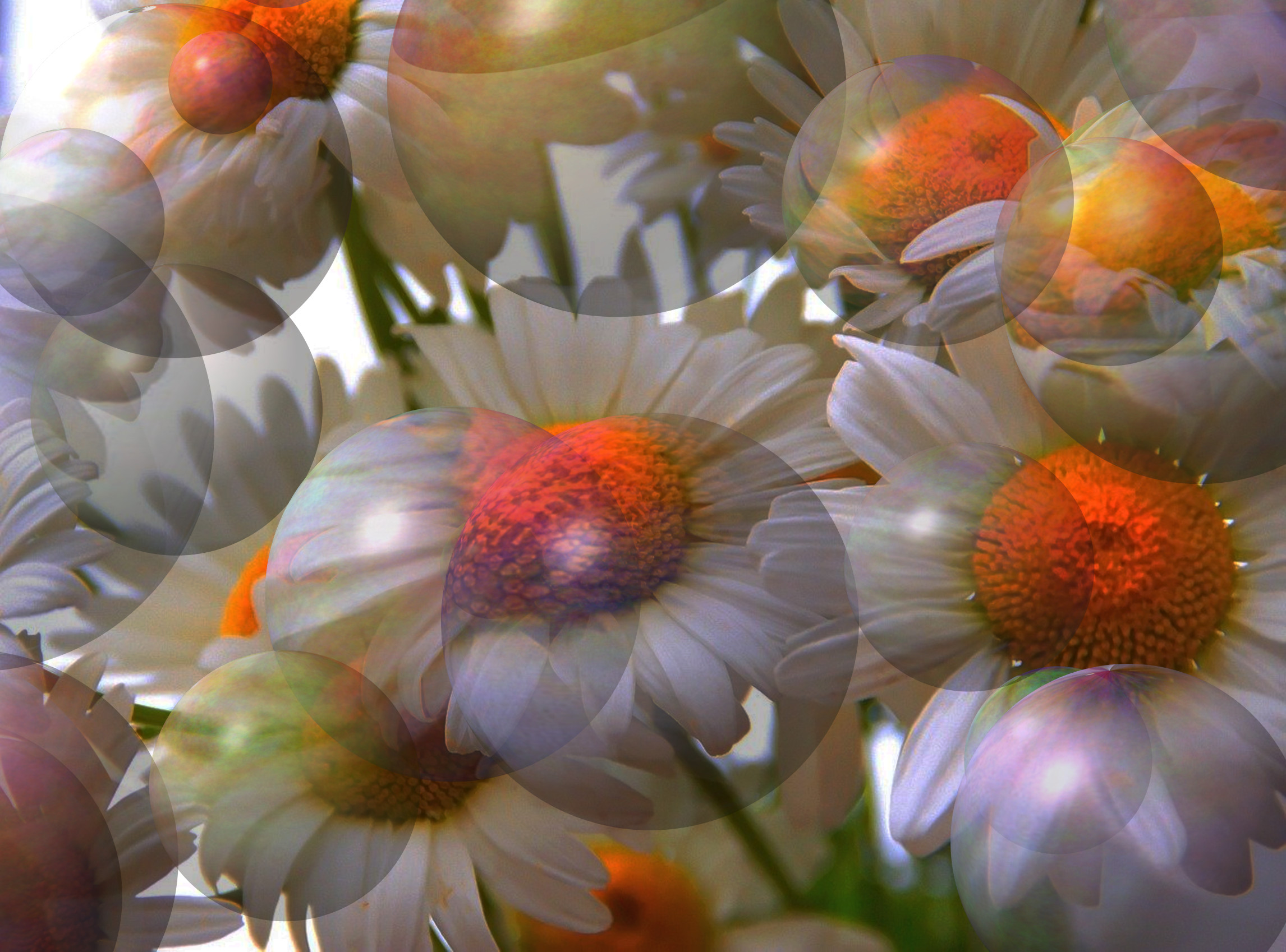 daisy-3067243_DN_Decor_Particles_Through_SphereMap.jpg