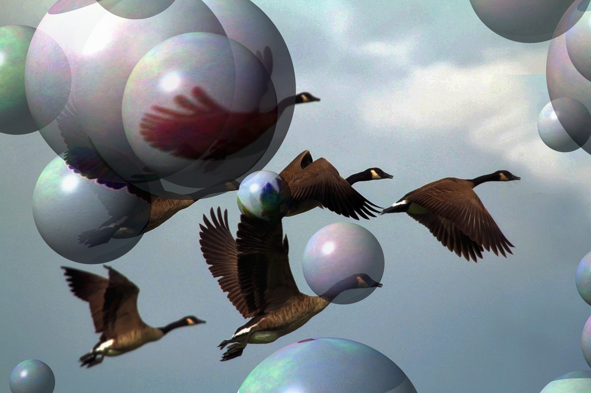 geese-1990202_DN_Decor_Particles_Through_SphereMap.jpg