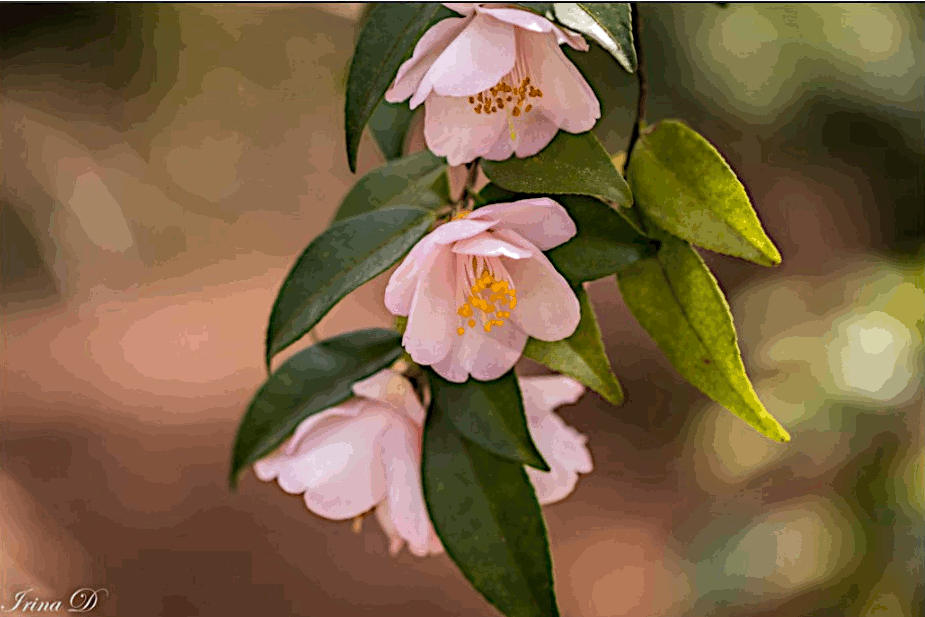 Tender Spring.gif