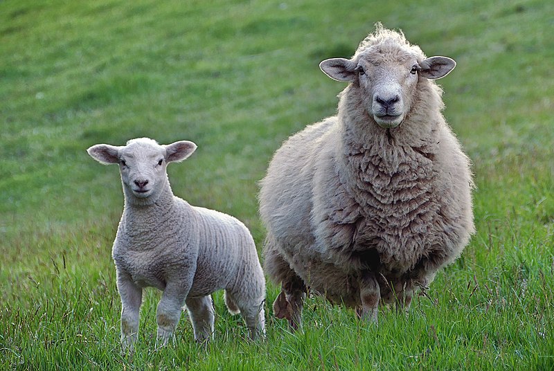 Dont_stare...only_sheep_dogs_stare.._(22868960199).jpg