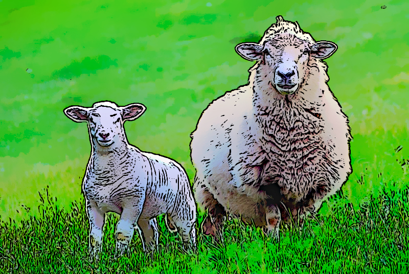 Dont_stare...only_sheep_dogs_stare.._(22868960199)_bd.jpg