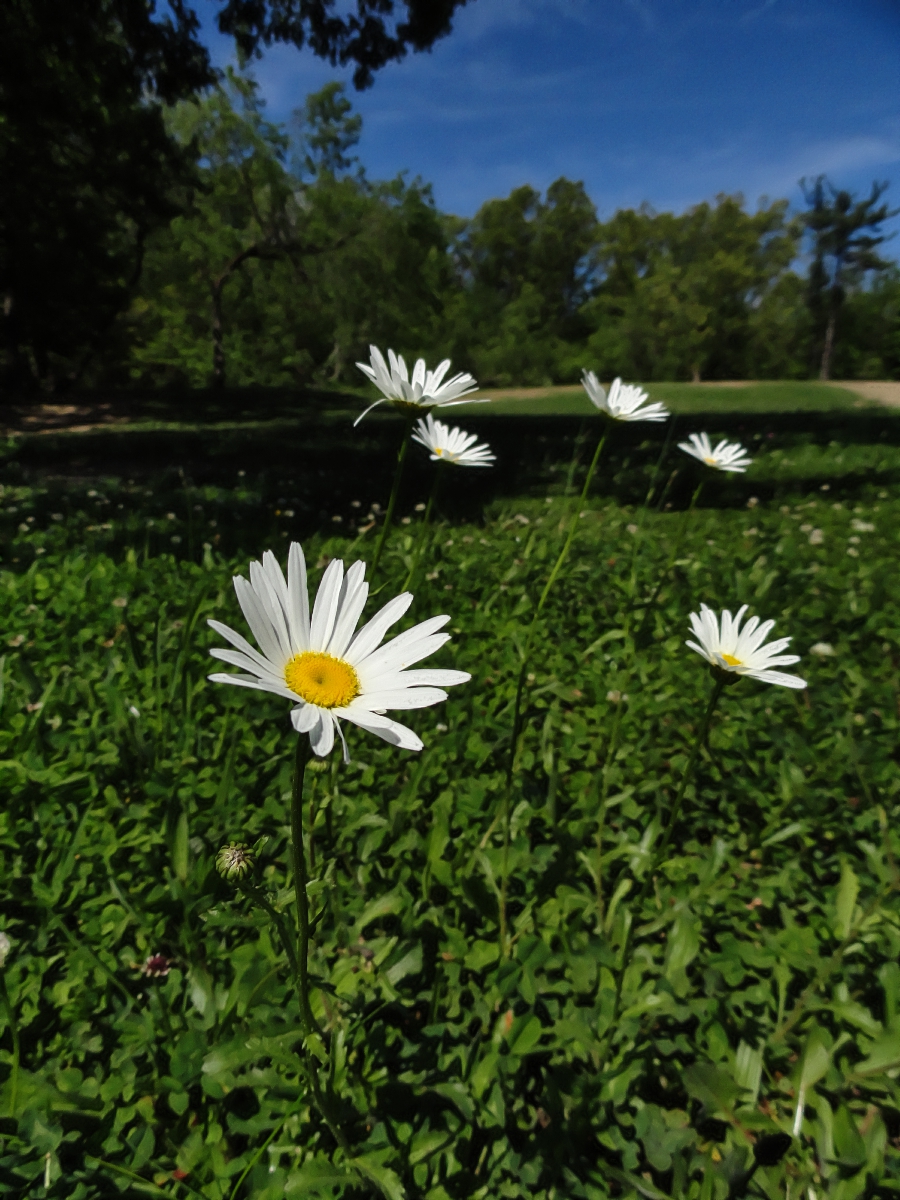 WhiteFlowers.JPG