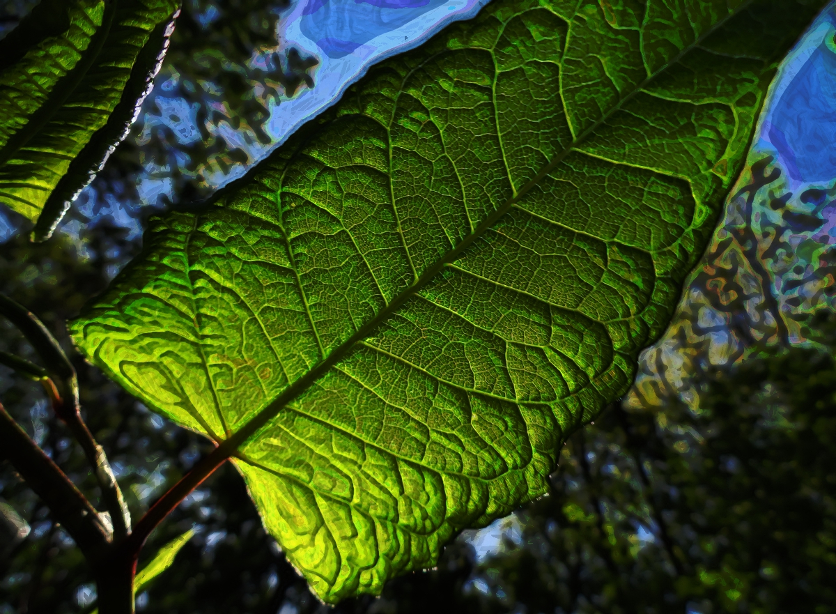 ColorAbstractionBacklitLeaf.JPG
