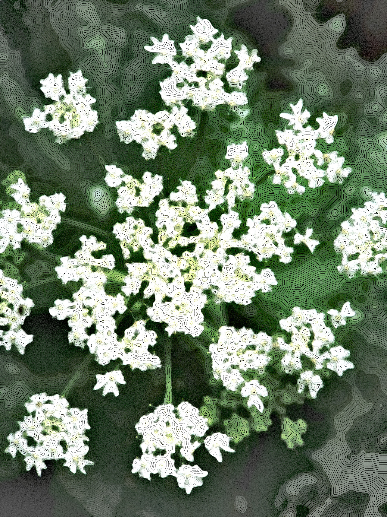 tiny-petals-1393337_DN_StyleD_MM15D.jpg