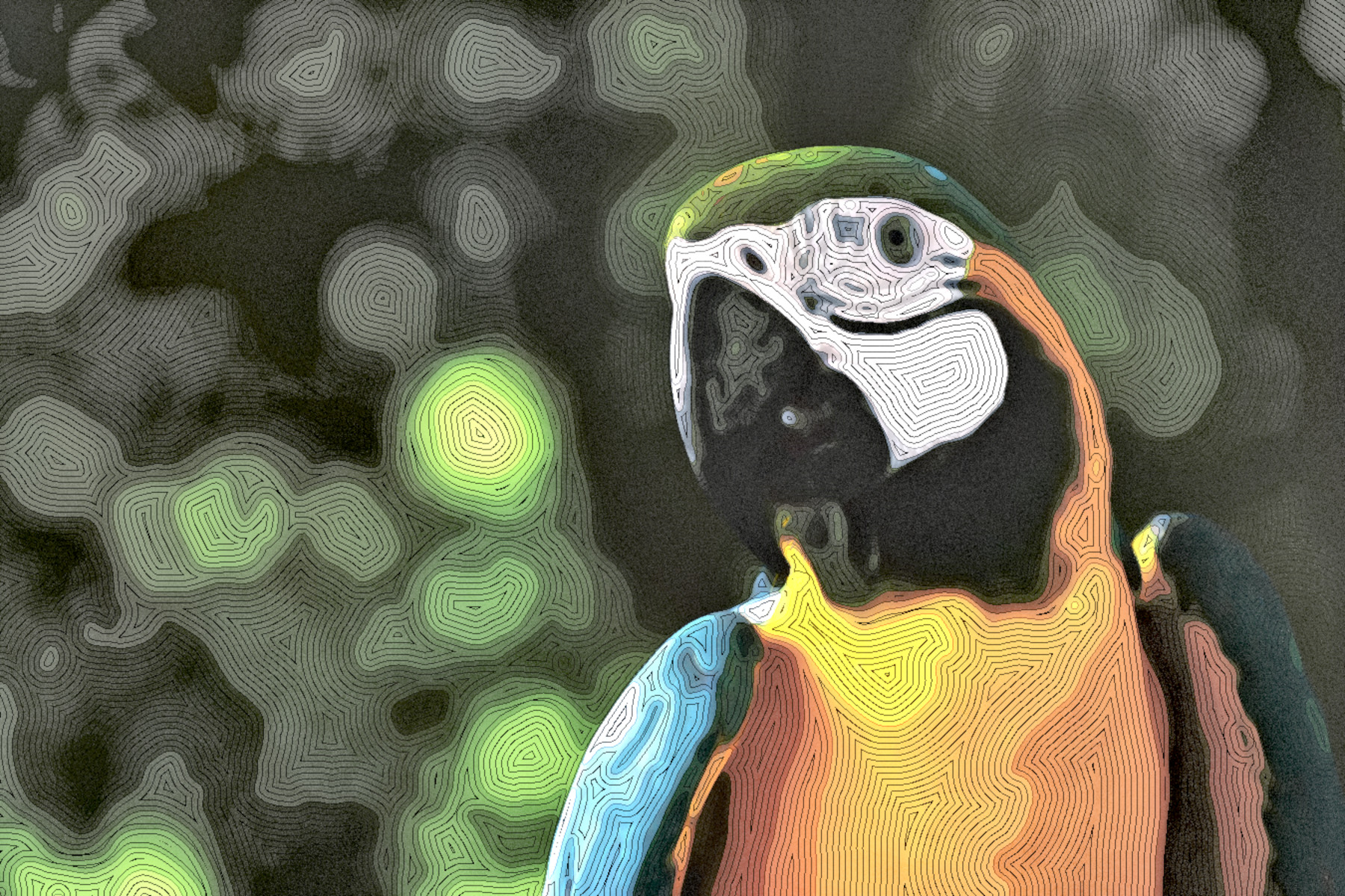 blue-and-yellow-macaw-1641749_DN_StyleD_MM15N.jpg