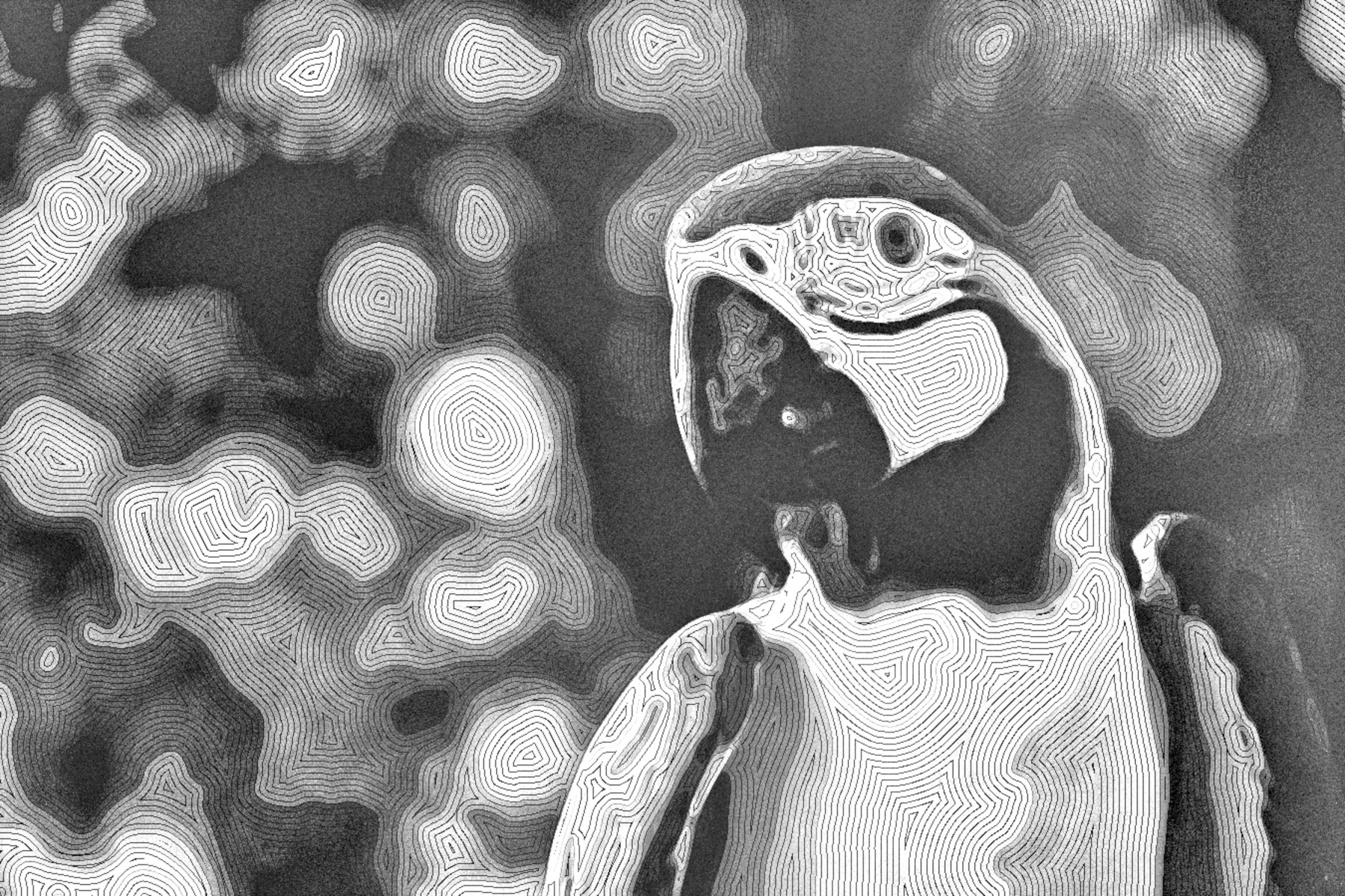 blue-and-yellow-macaw-1641749_DN_StyleD_BWM15N.jpg