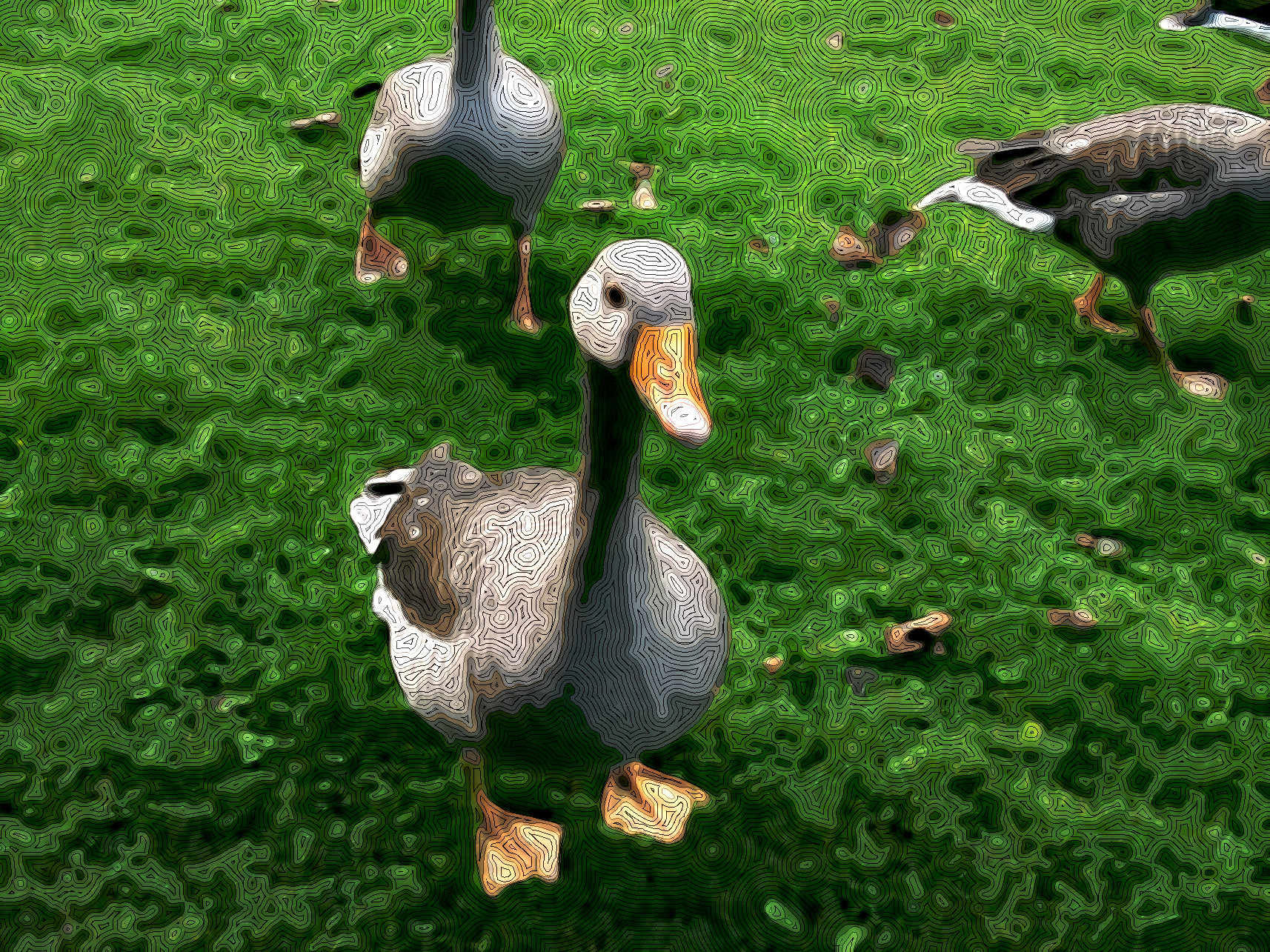 ducks-1640034_DN_StyleD_CM15D.jpg