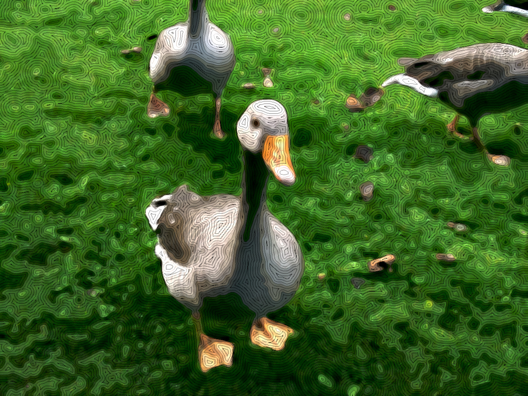 ducks-1640034_DN_StyleD_CM15N.jpg