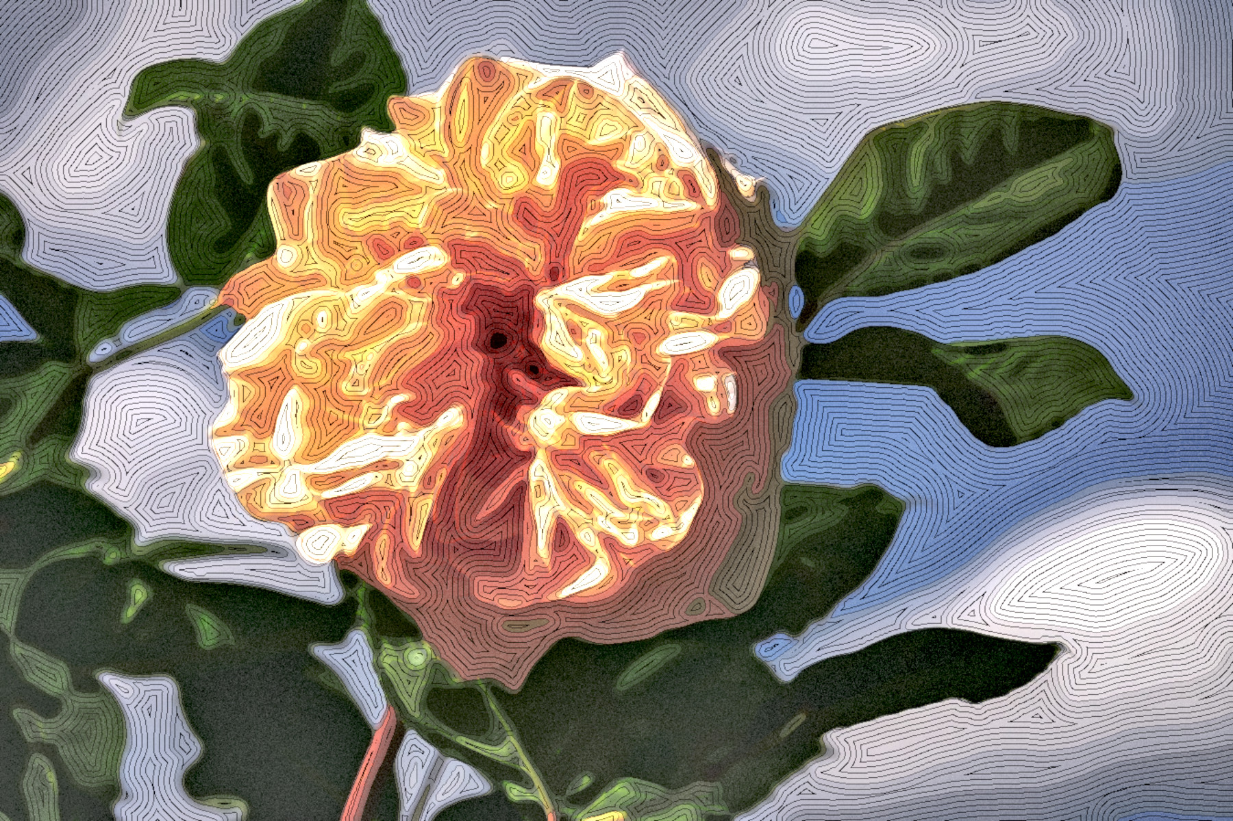 rose-3430206_DN_StyleD_MM15N.jpg