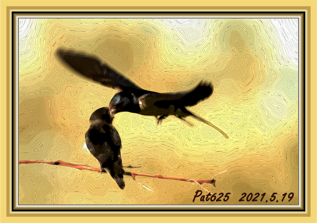 DN.EasyEffect D. Birds (EdgeOffsets+GmicPosterize), Paint_Med. colours (normal texture) 90 colours.jpg